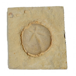diplodetus duponti 