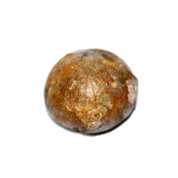 discoides conica 