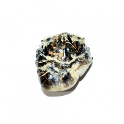 Notopocorystes stokesii