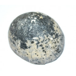 galeola senonsensis 