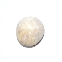 conulus subrotundus