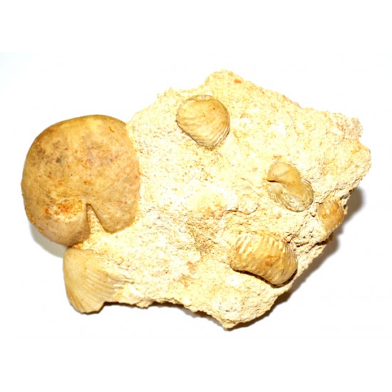 nucleolites woodwardii