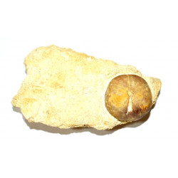 nucleolites woodwardii