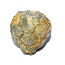 Melocrinites hieroglyphicus 