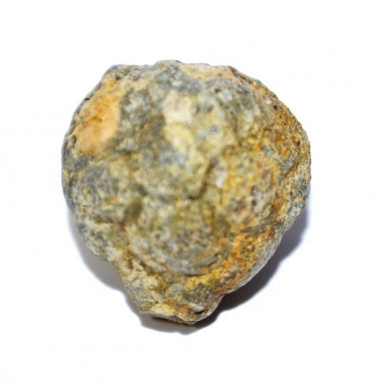Melocrinites hieroglyphicus 