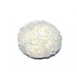 salenidia heberti 