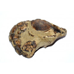 meyerella magna 