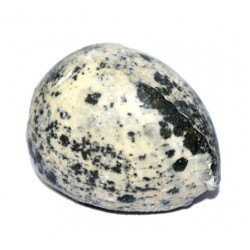 galeola senonsensis 