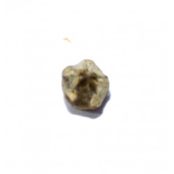 Haplocrinus mespiliformis
