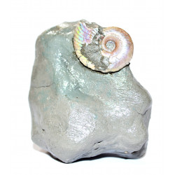 Leymeriella sp.