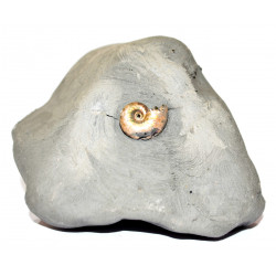 leymeriella sp.