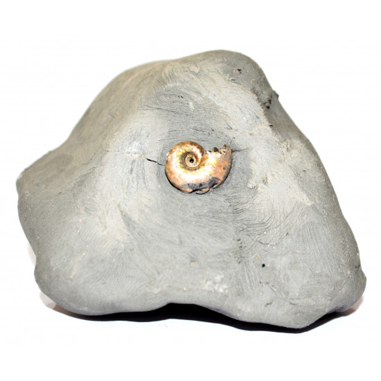 leymeriella sp.