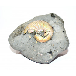 leymeriella sp.