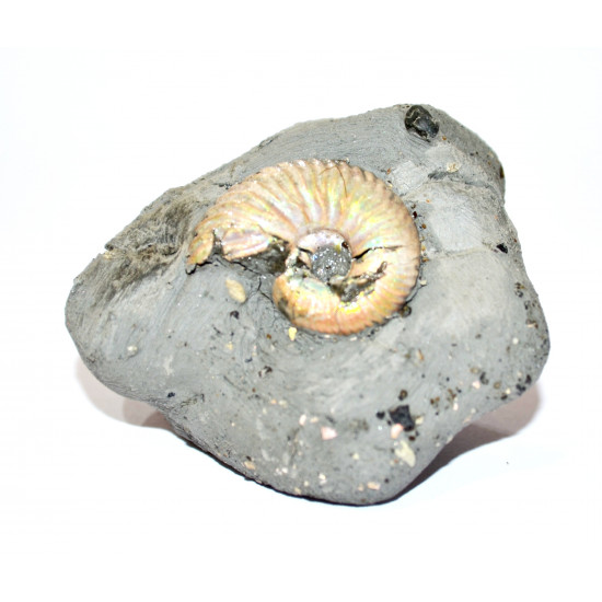 leymeriella sp.