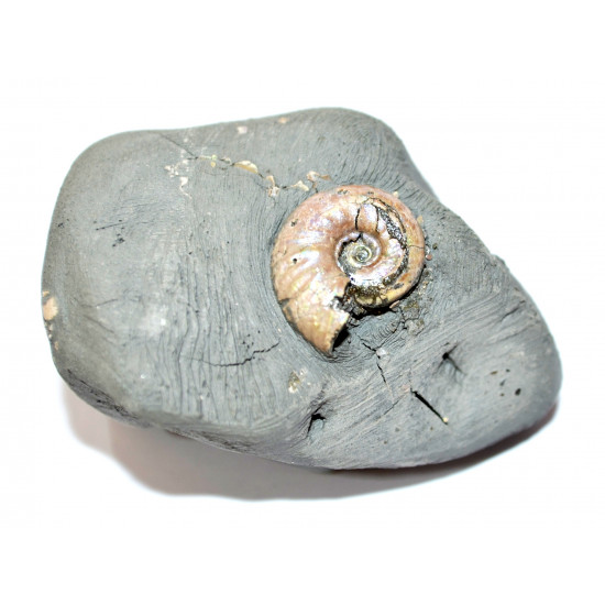 leymeriella sp.