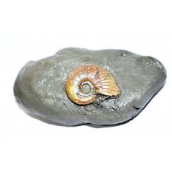 leymeriella sp.