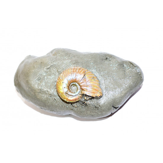 leymeriella sp.