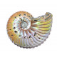 dimorphoplites hilli 
