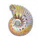 dimorphoplites hilli 