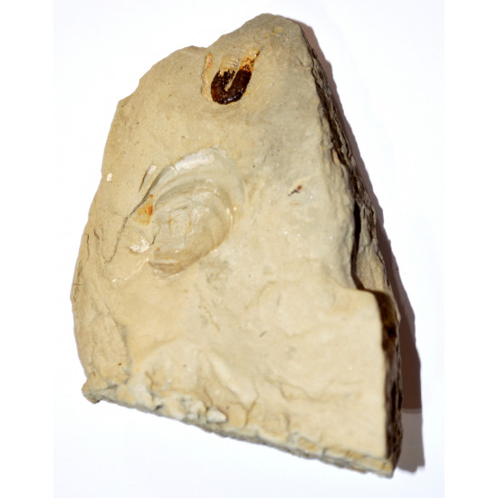 protanisoceras sp.