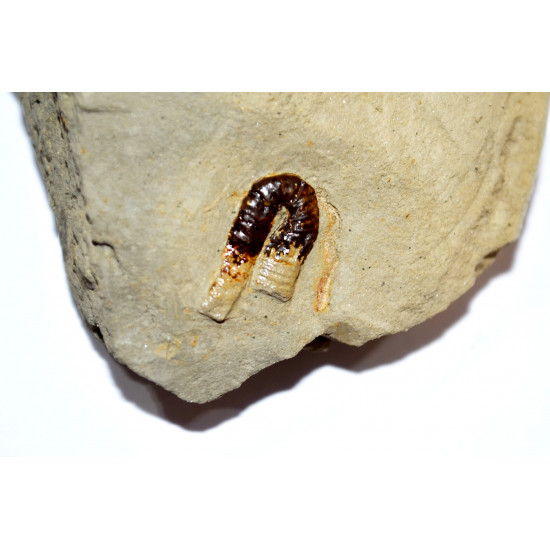 protanisoceras sp.