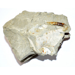 protanisoceras sp.