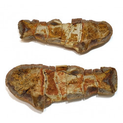 Icarealcyon malagasium