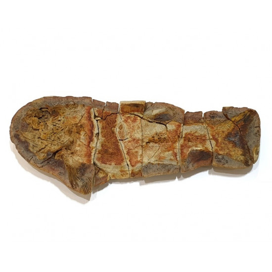 Icarealcyon malagasium