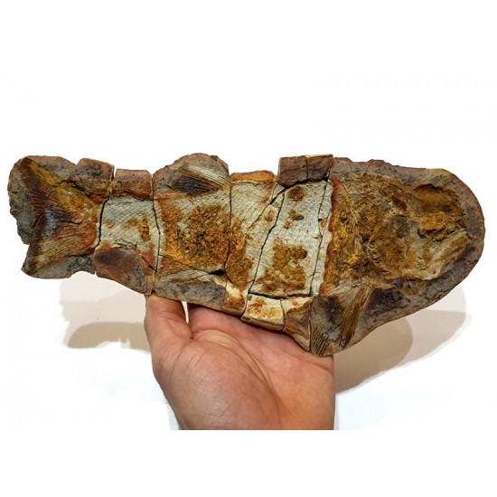 Icarealcyon malagasium