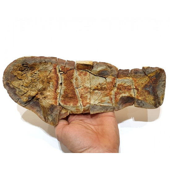 Icarealcyon malagasium