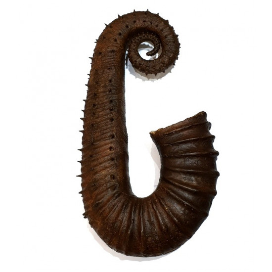 ancyloceras vandenhecki 