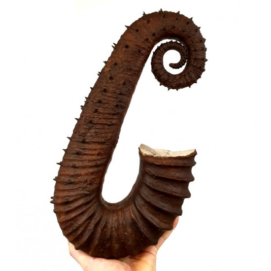 ancyloceras vandenhecki 
