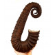 ancyloceras vandenhecki 