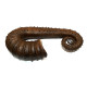 ancyloceras vandenhecki 