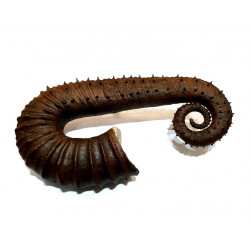 ancyloceras vandenhecki 