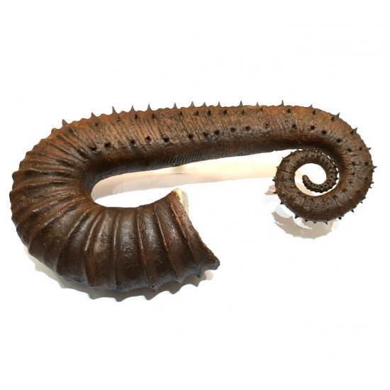 ancyloceras vandenhecki 