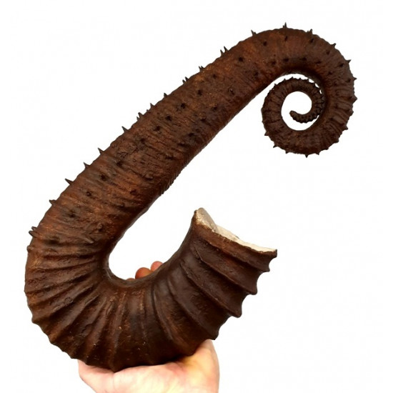 ancyloceras vandenhecki 