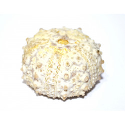 goniopygus durandi 