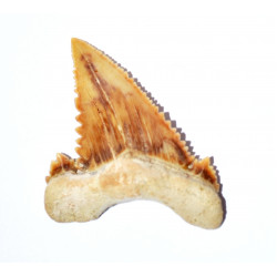 Paleocarcharodon orientalis 