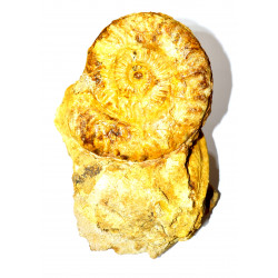 Hildaites pionneaui