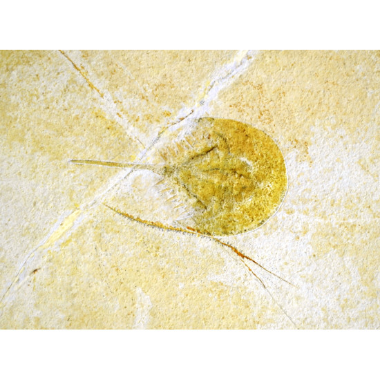 mesolimulus walchi