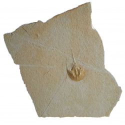 mesolimulus walchi