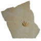 mesolimulus walchi