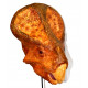 protoceratops andrewsi