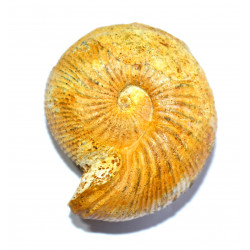 condroceras evolvescens 