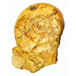 Hildaites murleyi