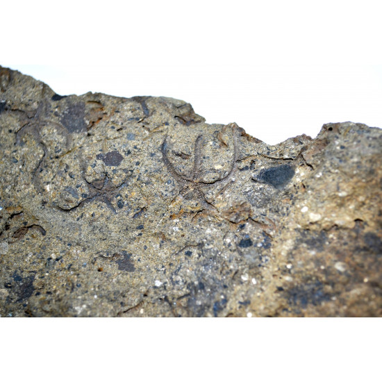 ophiura sp.