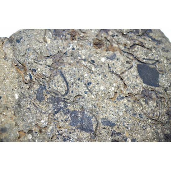 ophiura sp.