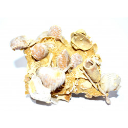 thurmanella thurmanni