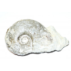 no indentified ammonite